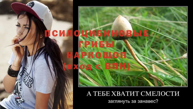 Псилоцибиновые грибы Psilocybine cubensis  где найти   Верея 